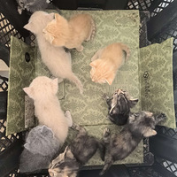 �ٰ�������С��è��������Ҫ�ף���������ѡ