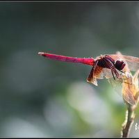 去年在常山某个小山村拍的红蜻蜓