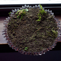 ��������һ��С���µ�̦޺��