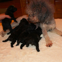 ��̨�ݰ淢���ҼҵĻҹ��С�����ɰ�Ҫ����(������Ƭ��