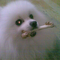 �����а��衿+��ɫ������ëë