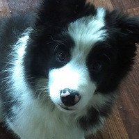 �����а��衿�߾�����Ȯ