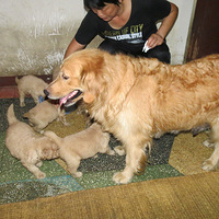 �����а��衿 ����С��ë