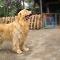 �����а��衿 ��ë  ������