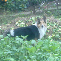 �����а��衿�Ҽ�����֥�� 12��ͼƬ�Ѹ���