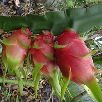 [����С�ֶ�]��ժ��������ժ������ȥඡ�����