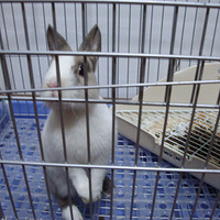 �����а��衿ţ��С���ѵ�����