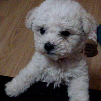 �����а��衿���ı���