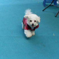 �����а��衿 ����Ψ�������֮��ABBY��