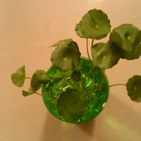 �����Ҽҵ�����ֲ��