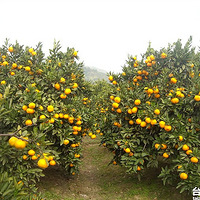 ����һ��С���֣���æժ���ӣ�