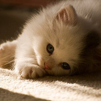 ����Ѫ����ʱ����ϧ�㲻�ڡ�����