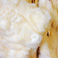 Ԫ�������� ��ɹɹ������İٴ�СƤ�ݶ����ף�