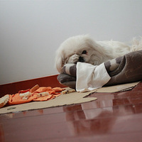 ����ҼҹԹ���ֻ�飬����Ǿ���