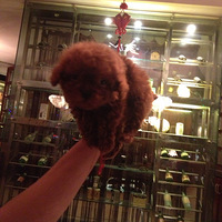 ת�����С̩��