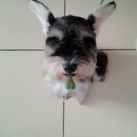 ѩ����������