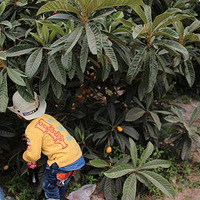 ����С�ֶӡ������˲�ժ��