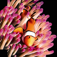 ʶ���ʦ������ʶ����...