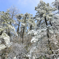 ѩ������̨����