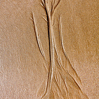 ɳ̲������