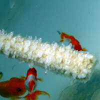 Ϸ