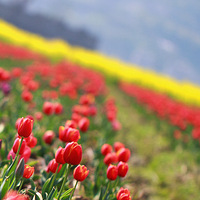 �����������������������