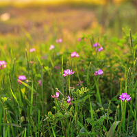 �������С����