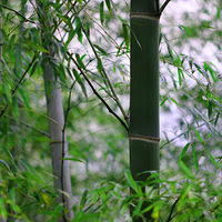 ��ɽ����