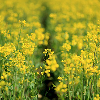 �һ���ӣ��������Ͳ˻�................