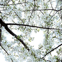 ��ӣ����