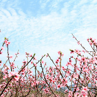 �����ˡ��һ�+�滨��