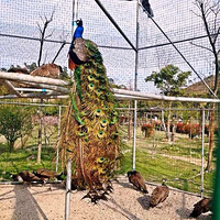 ����һ�괺�ô�