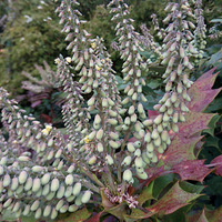 �ֻ����ģ���ů����