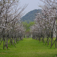 ����㳡ӣ��ʢ������ʱ������