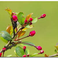 ���Ļ���   ������Ũ