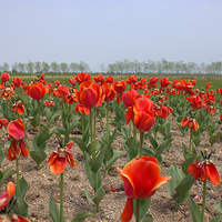 ��ʪ�ع�԰�羰