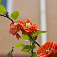 ����Ƕ�������滨ʢ��