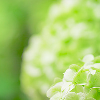 İ�ϡ�����