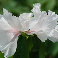 ����ĵ��������