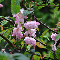 ����Ҳ����