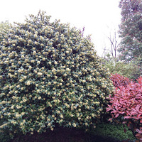 �ֻ�����