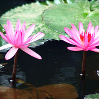 �ż�����Ƭ������