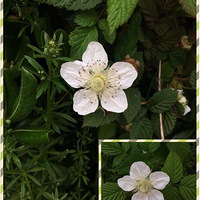 ����Ȼ����