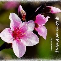 �����һ�������