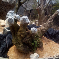 ż��������