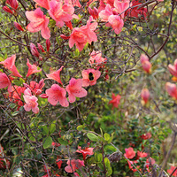 4��9�� �����ϱ�ɽ ������