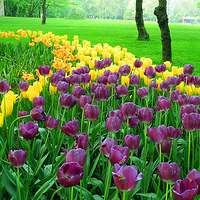 �ָ�����̫�Ӹ�