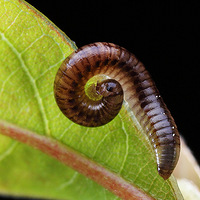 4�µ�һ��΢��