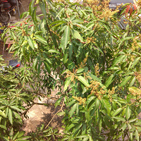 �㶫ʡ��â����������ˡ�