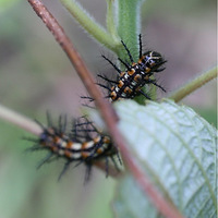 ëë�棬΢�����ģ�����